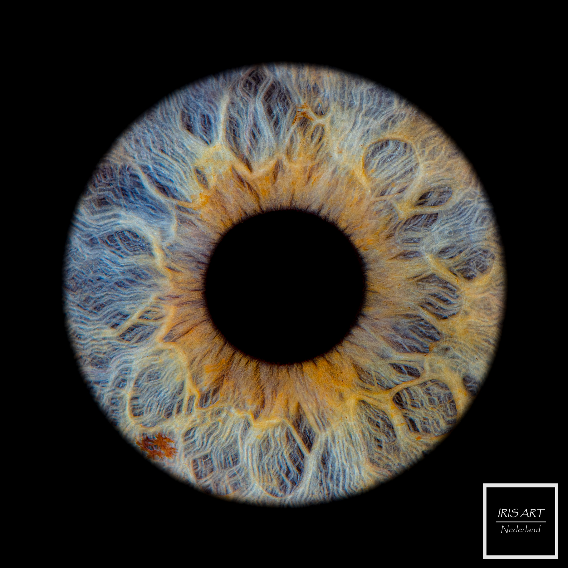 Home Iris Art Nederland